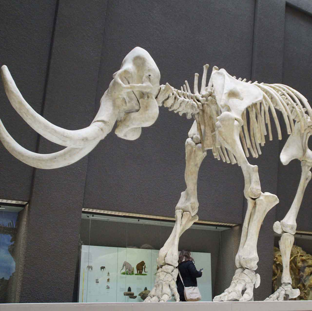 mammoth_bones